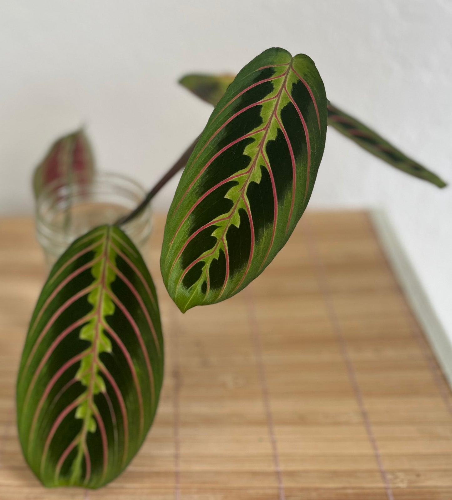 Calathea Maranta