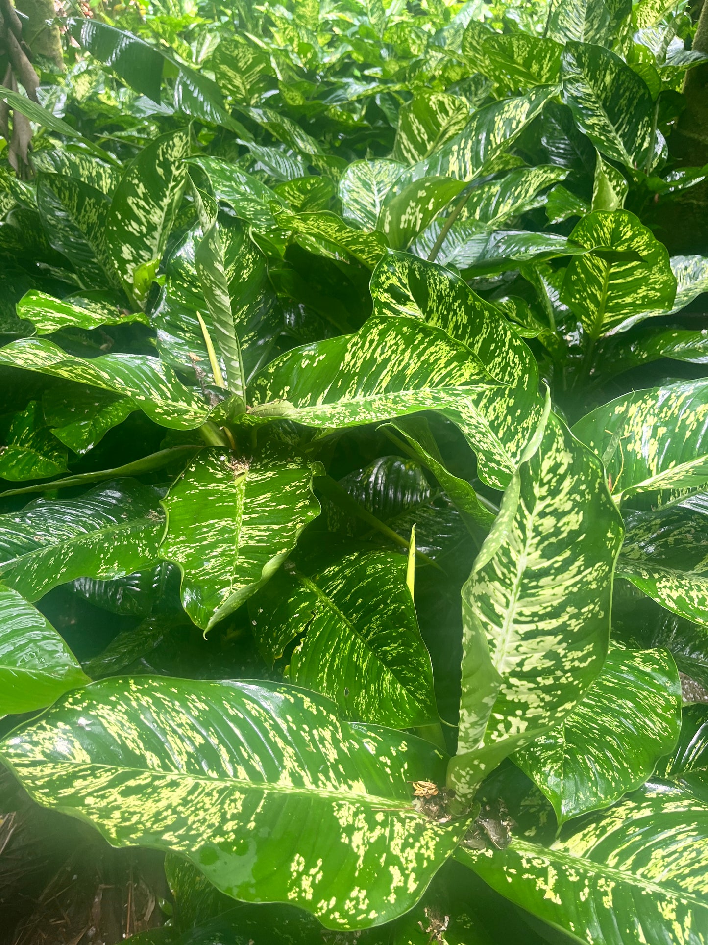 Virtual Check-up (45 minutes)