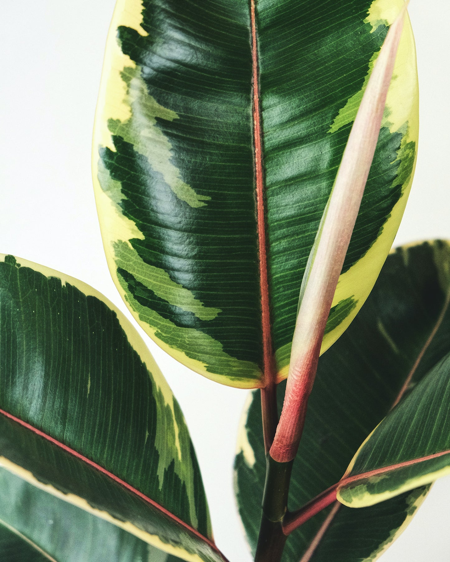 Plant Sitting (45 minutes)