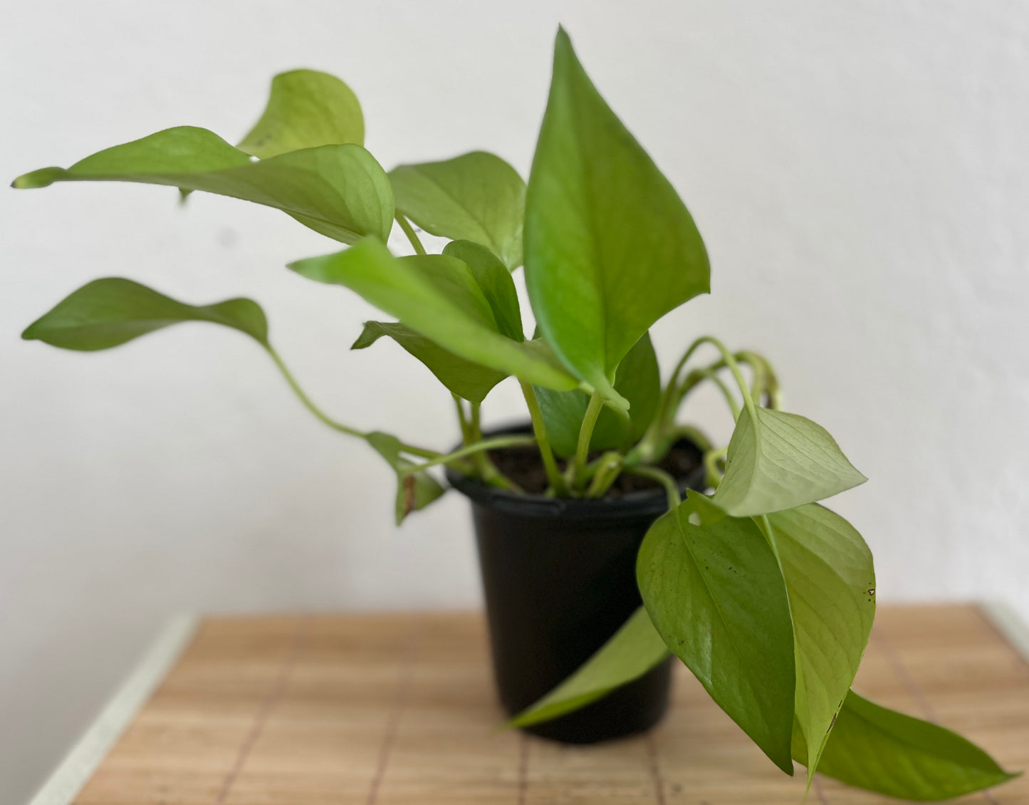 Neon Pothos