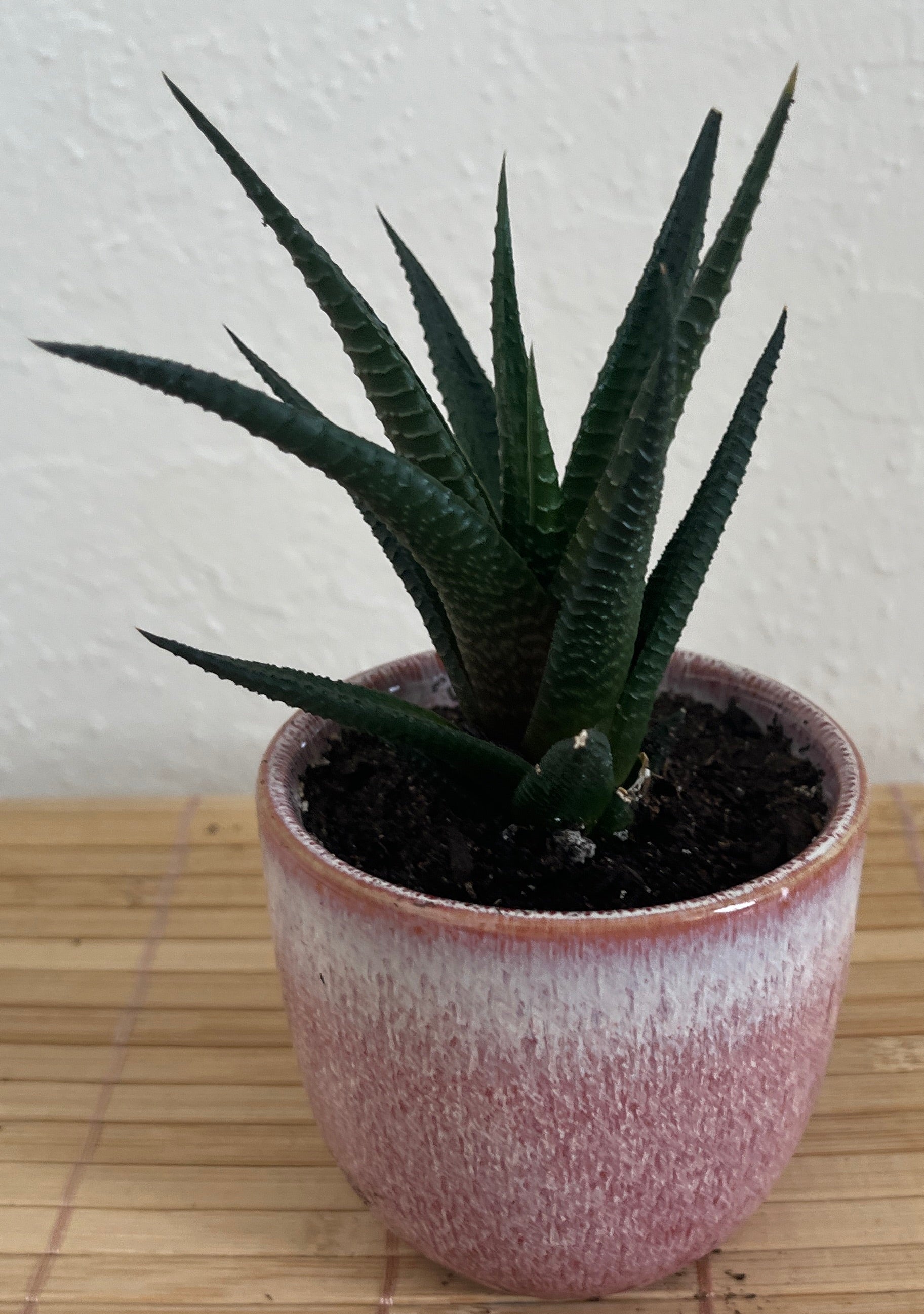 is zebra plant an indoor plant Zebra Plant – Bay Area Plant Nurse