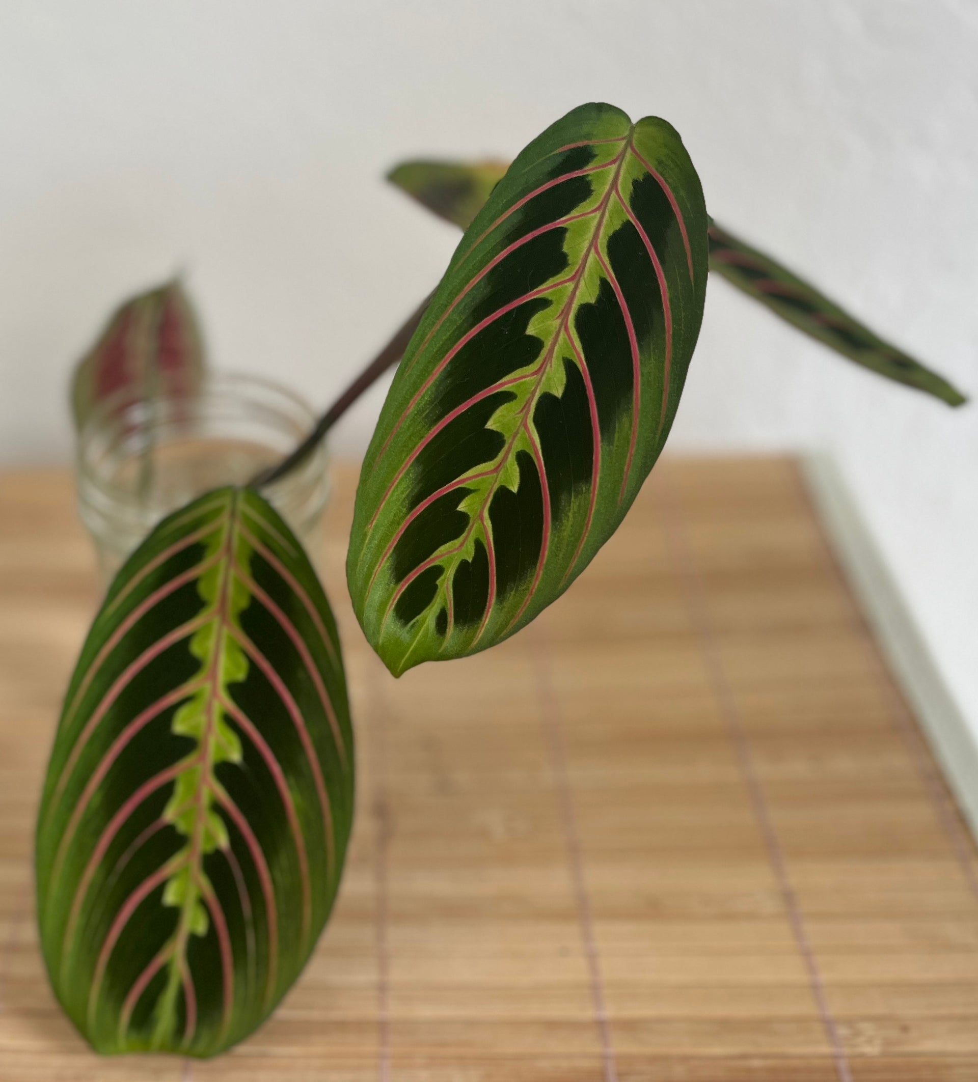 maranta calathea Calathea Maranta – Bay Area Plant Nurse