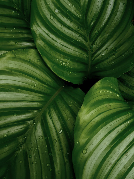 Plant Repotting (Deposit)
